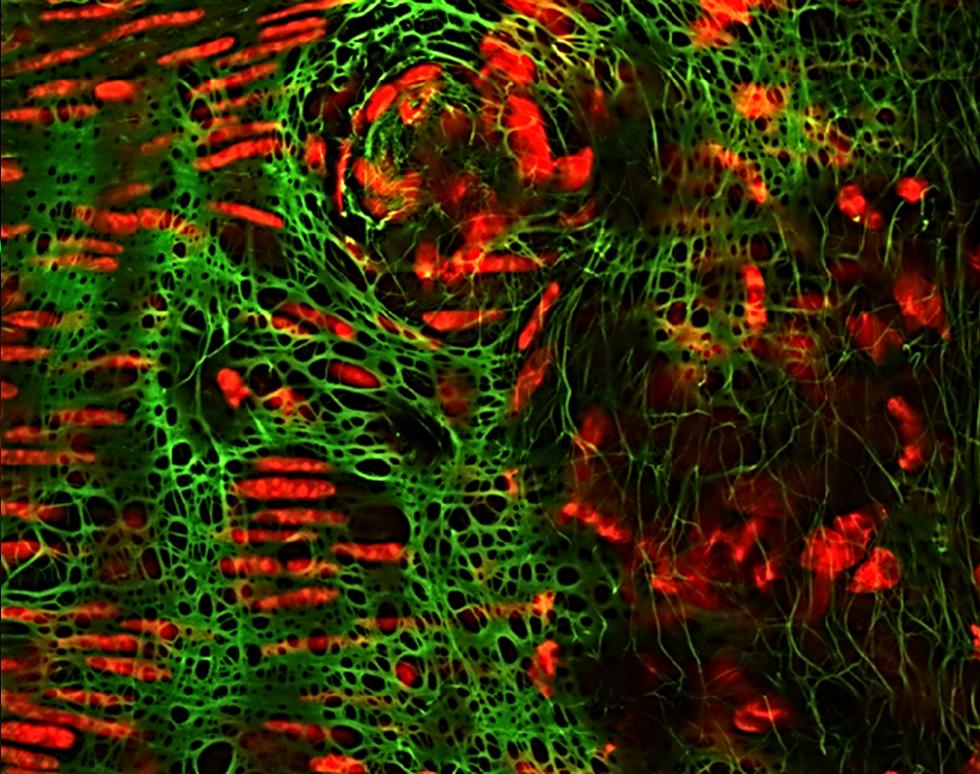 Untitled - Moji Musa